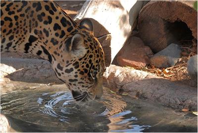 Реферат: Jaguars Essay Research Paper The jaguar