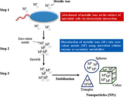 Frontiers  Endophytic Nanotechnology: An Approach to Study Scope