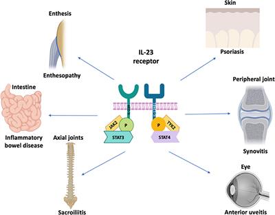 Frontiers Why Inhibition Of Il 23 Lacked Efficacy In Ankylosing Spondylitis Immunology Frontiers Why Inhibition Of Il 23 Lacked Efficacy In Ankylosing Spondylitis Immunology