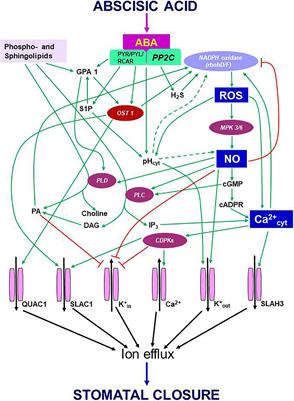 Frontiers Abscisic Acid Induced Stomatal Closure An Important Ponent Of Plant Defense Against Abiotic And Biotic Stress Plant Science