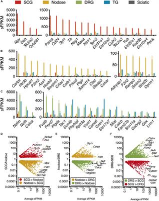 Frontiers Comparative Analysis Of Dorsal Root Nodose And Sympathetic Ganglia For The Development Of New Analgesics