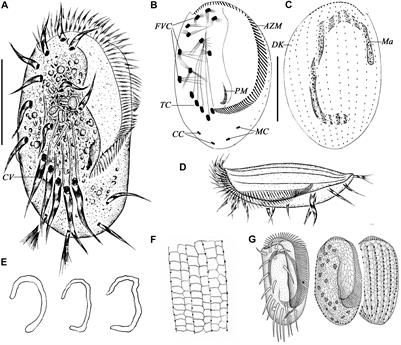Frontiers | Novel Contributions to the Taxonomy of the Ciliates Genus  Euplotes (Ciliophora, Euplotida): Redescription of Two Poorly Known  Species, With a Brief Note on the Distributions of This Genus in Coastal