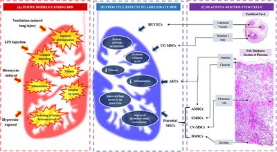 Frontiers A Review Of Placenta And Umbilical Cord Derived Stem Cells And The Immunomodulatory Basis Of Their Therapeutic Potential In Bronchopulmonary Dysplasia Pediatrics
