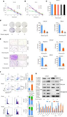 Frontiers Huaier Extract Inhibits Prostate Cancer Growth Via Targeting Ar Ar V7 Pathway Oncology