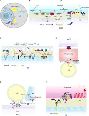 Frontiers | Lipid Metabolism at Membrane Contacts: Dynamics ...