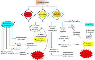 Frontiers | Mechanisms Regulating the Dynamics of Photosynthesis Under  Abiotic Stresses | Plant Science