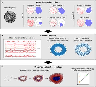 2D image analysis, synonym of spatial topology-preserving