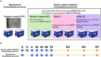 Frontiers Curing Of Cocoa Beans Fine Scale Monitoring Of The Starter Cultures Applied And Metabolomics Of The Fermentation And Drying Steps Microbiology