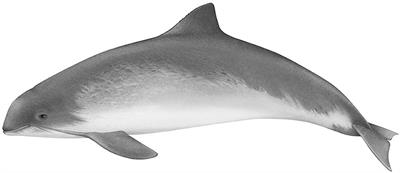 Four Research Porpoises Only