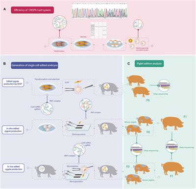Frontiers | Practical Approaches for Knock-Out Gene Editing in Pigs Frontiers | Practical Approaches for Knock-Out Gene Editing in Pigs