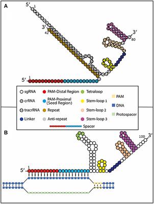 Frontiers Using Synthetically Engineered Guide Rnas To Enhance Crispr Genome Editing Systems In Mammalian Cells Genome Editing Frontiers Using Synthetically Engineered Guide Rnas To Enhance Crispr Genome Editing Systems In Mammalian Cells Genome Editing