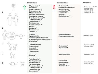 giardia treatment antibiotics)