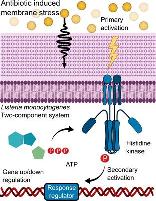 Frontiers Activation Of The Two Component System Lisrk Promotes Cell Adhesion And High Ampicillin Tolerance In Listeria Monocytogenes Microbiology