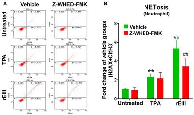 Frontiers Dengue Virus Envelope Protein Domain Iii Induces Nlrp3 Inflammasome Dependent Netosis Mediated Inflammation In Mice Immunology