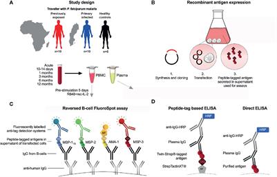 Memory B-Cell Responses Against Merozoite Antigens ... - Frontiers