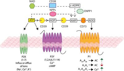 Frontiers Ectonucleotidases In Acute And Chronic Inflammation Pharmacology