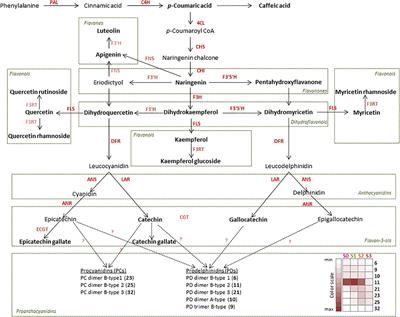 Frontiers Comparative Metabolite And Gene Expression Analyses In Combination With Gene Characterization Revealed The Patterns Of Flavonoid Accumulation During Cistus Creticus Subsp Creticus Fruit Development Plant Science
