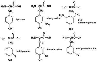 Frontiers Insights Into The Mechanism Of Tyrosine Nitration In Preventing B Amyloid Aggregation In Alzheimer S Disease Molecular Neuroscience