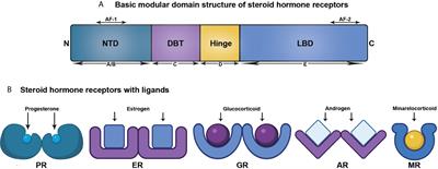 Frontiers | Steroid Hormone Receptors: Links With Cell Cycle Machinery And  Breast Cancer Progression | Oncology Frontiers | Steroid Hormone Receptors: Links With Cell Cycle Machinery And  Breast Cancer Progression | Oncology