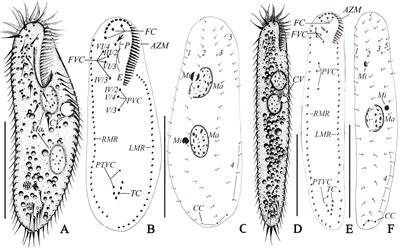 Frontiers | A New Record of Oxytricha granulifera granulifera Foissner and  Adam, 1983 (Protozoa, Ciliophora, Oxytrichidae) From a Hot Spring in  Iceland, With Notes on Its Abnormal Form During Cultivation