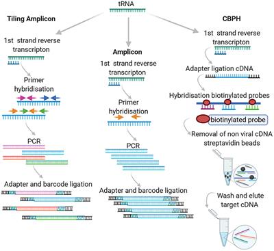 Frontiers High Throughput Sequencing For The Detection And Characterization Of Rna Viruses Microbiology