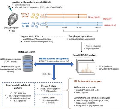 Frontiers Comparative Proteomics Of Ostreid Herpesvirus 1 And Pacific Oyster Interactions With Two Families Exhibiting Contrasted Susceptibility To Viral Infection Immunology Frontiers Comparative Proteomics Of Ostreid Herpesvirus 1 And Pacific Oyster Interactions With Two Families Exhibiting Contrasted Susceptibility To Viral Infection Immunology