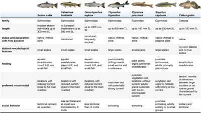 Frontiers  The Effect of Activity, Energy Use, and Species Identity on  Environmental DNA Shedding of Freshwater Fish