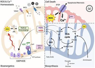 Mitochondrial Function And Dysfunction In Dilated Cardiomyopathy Cell And Developmental Biology Frontiers