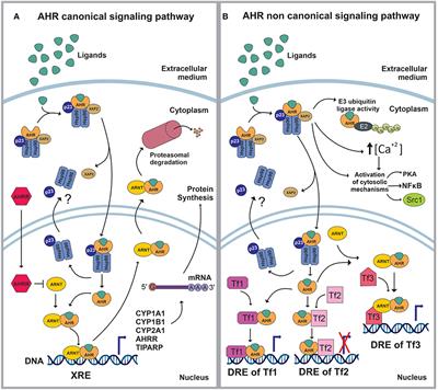 Frontiers The Aryl Hydrocarbon Receptor As A Modulator Of Anti Viral Immunity Immunology