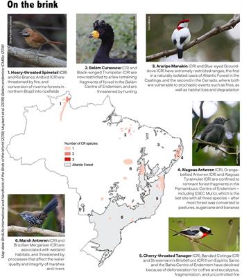 Frontiers | Bird Extinctions in Brazil's Atlantic Forest and How They Can Be Prevented Frontiers | Bird Extinctions in Brazil's Atlantic Forest and How They Can Be Prevented