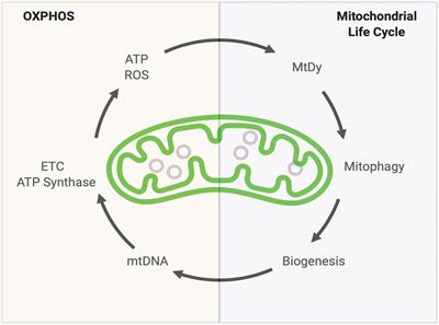 Frontiers Mtdna Heteroplasmy At The Core Of Aging Associated Heart Failure An Integrative View Of Oxphos And Mitochondrial Life Cycle In Cardiac Mitochondrial Physiology Cell And Developmental Biology Frontiers Mtdna Heteroplasmy At The Core Of Aging Associated Heart Failure An Integrative View Of Oxphos And Mitochondrial Life Cycle In Cardiac Mitochondrial Physiology Cell And Developmental Biology