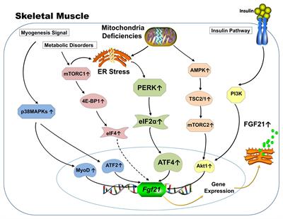 Frontiers Skeletal Muscle And Bone Emerging Targets Of Fibroblast Growth Factor 21 Physiology