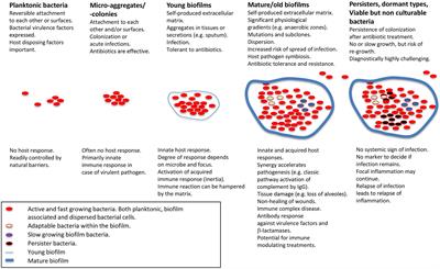 Immune Responses To Pseudomonas Aeruginosa Biofilm Infections Immunology Frontiers