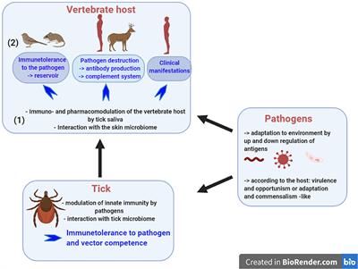 Frontiers  A One-Health Approach to Investigating an Outbreak of  Alimentary Tick-Borne Encephalitis in a Non-endemic Area in France (Ain,  Eastern France): A Longitudinal Serological Study in Livestock, Detection  in Ticks, and