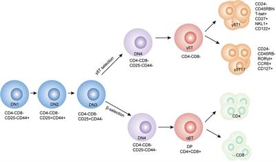 Frontiers | Gamma Delta T Cells and Their Pathogenic Role in Psoriasis