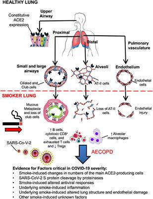 Frontiers | COVID-19, COPD, and AECOPD: Immunological, Epidemiological ...