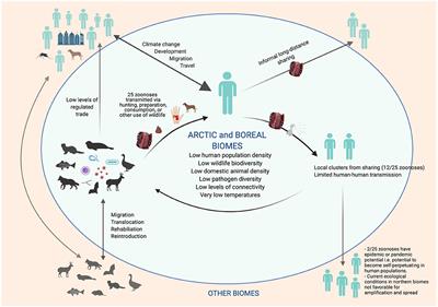 Frontiers | Implications of Zoonoses From Hunting and Use of Wildlife in North American Arctic and Boreal Biomes: Pandemic Potential, Monitoring, and Mitigation Frontiers | Implications of Zoonoses From Hunting and Use of Wildlife in North American Arctic and Boreal Biomes: Pandemic Potential, Monitoring, and Mitigation