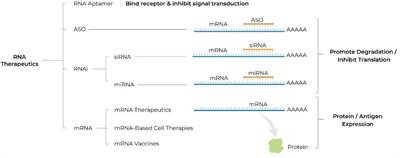 rna anti aging terápia)