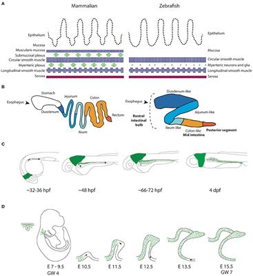 Frontiers Zebrafish A Model Organism For Studying Enteric Nervous System Development And Disease Cell And Developmental Biology