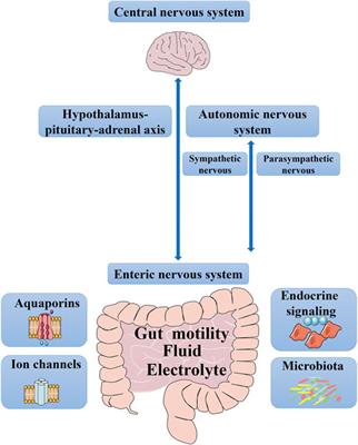 Motility Chart