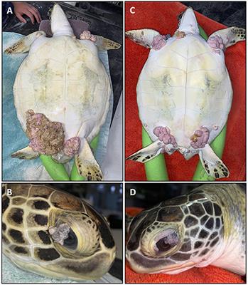Sea Turtle Leather Cover for Duplicate Checks 