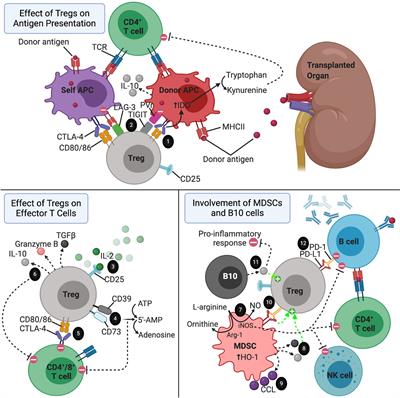 Frontiers Adoptive Transfer Of Regulatory Immune Cells In Organ Transplantation Immunology