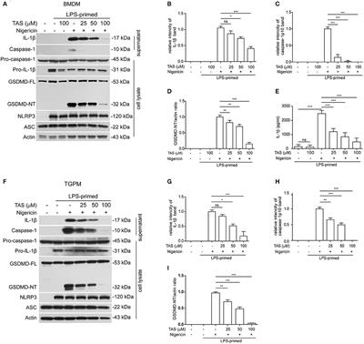 Therapeutic modulation of inflammasome pathways - Chauhan - 2020