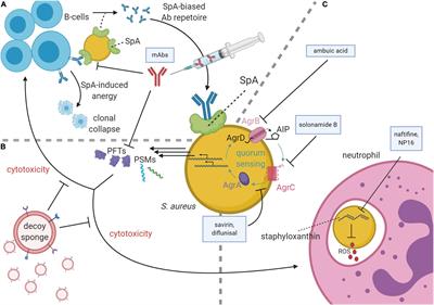 Frontiers Cross-Talk between Staphylococcus aureus and Other Staphylococcal Species via the agr Quorum Sensing System