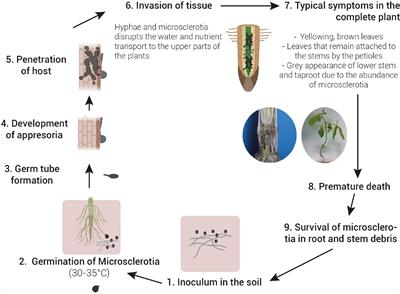 Frontiers Macrophomina Phaseolina General Characteristics Of Pathogenicity And Methods Of Control Plant Science