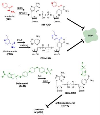 Frontiers The Prospective Synergy Of Antitubercular Drugs With Nad Biosynthesis Inhibitors Microbiology