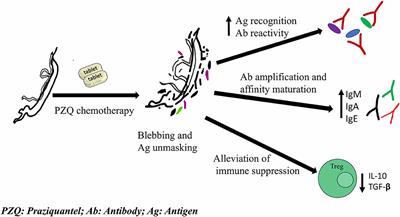 schistosomiasis vaccine development