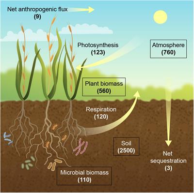 Role of Carbon Dioxide Control in Maximizing Agricultural Productivity?  