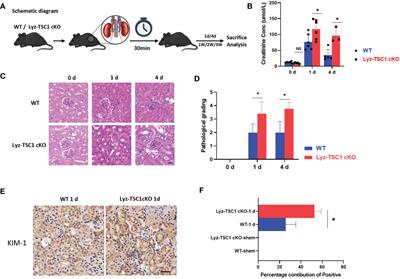 Frontiers Tsc1 Affects The Process Of Renal Ischemia Reperfusion Injury By Controlling Macrophage Polarization Immunology Frontiers Tsc1 Affects The Process Of Renal Ischemia Reperfusion Injury By Controlling Macrophage Polarization Immunology