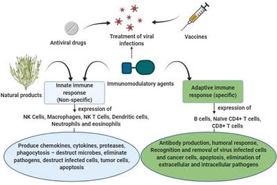 frontiers medicinal plants and isolated molecules demonstrating immunomodulation activity as potential alternative therapies for viral diseases including covid 19 immunology